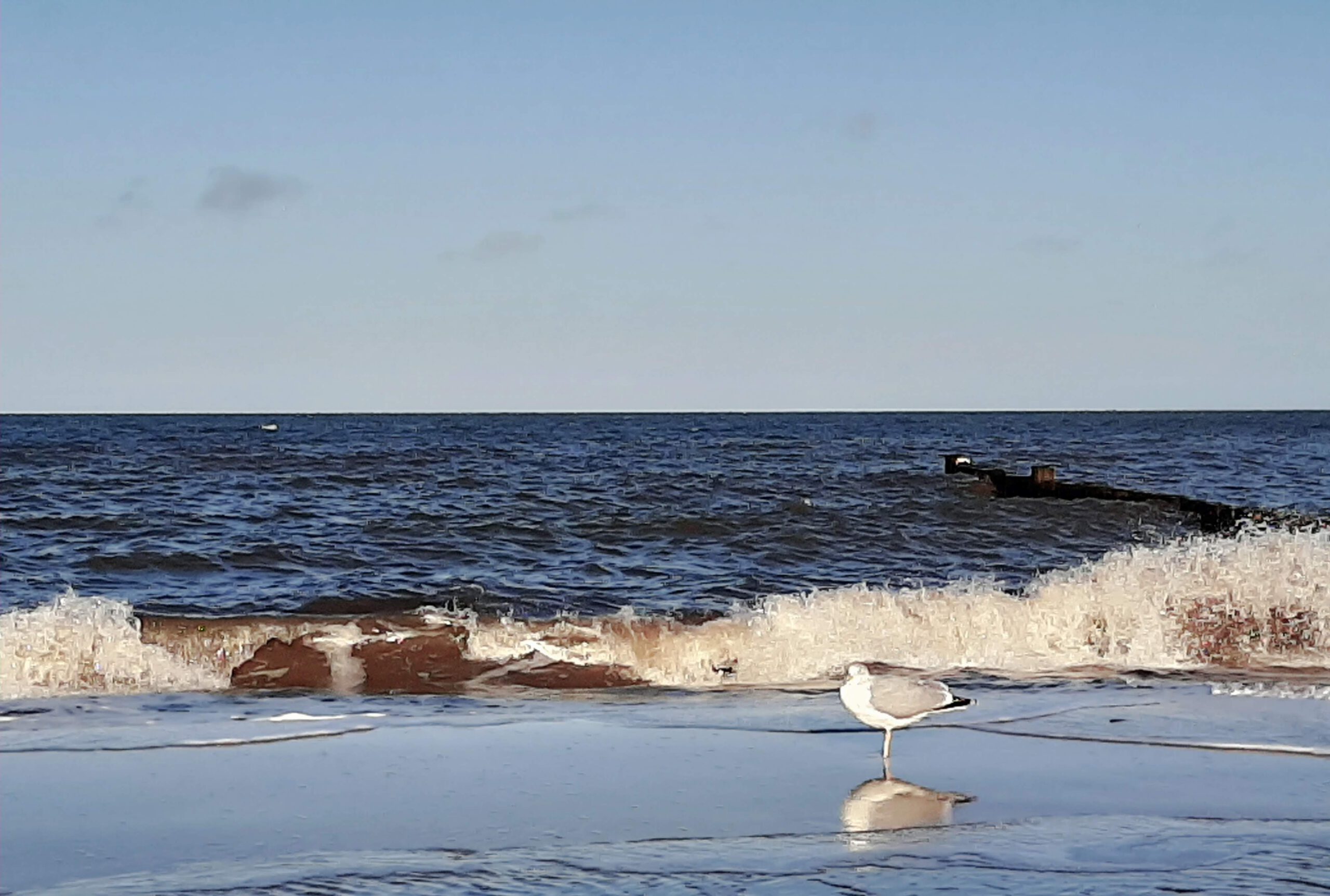 Möwe am Strand